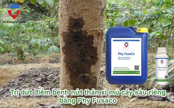 Trị bệnh xì mủ trên cây sầu riêng hiệu quả nhanh chóng