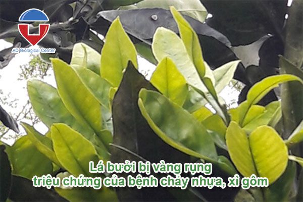 Cây bưởi bị chảy nhựa, xì gôm do đâu? Phòng trị thế nào?