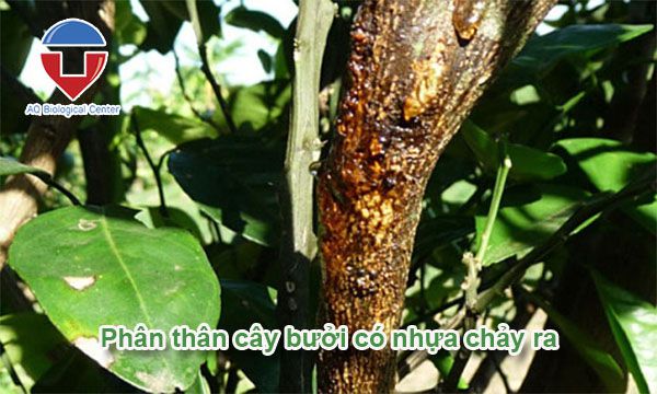 Cây bưởi bị chảy nhựa, xì gôm do đâu? Phòng trị thế nào?