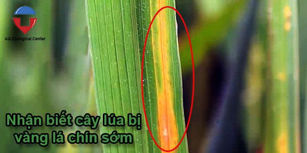 Bệnh vàng lá chín sớm cây lúa là gì? nguyên nhân & cách trị