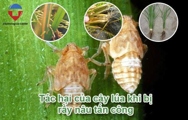 Rầy nâu hại lúa là gì? cách phòng trừ hiệu quả, tiết kiệm