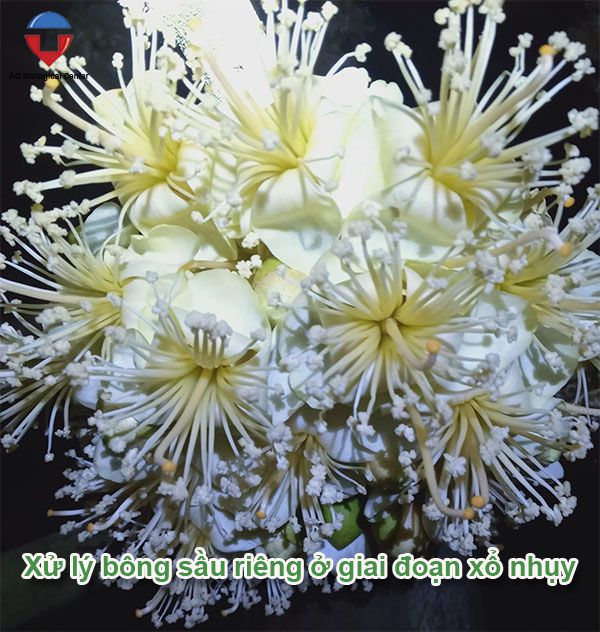 Xử lý ra hoa sầu riêng hiệu quả, tăng tỷ lệ đậu trái