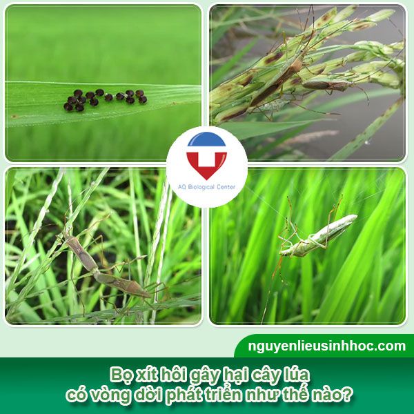 Bọ xít hôi hại lúa và cách phòng trừ hiệu quả, tiết kiệm