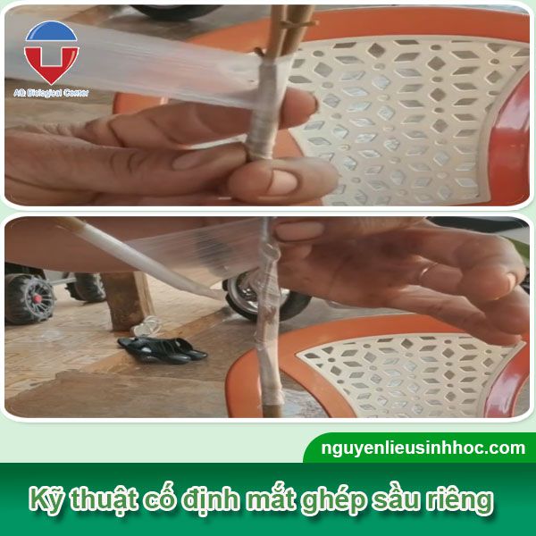 Sầu riêng ghép gốc nhớt là gì? Quy trình kỹ thuật ra sao?