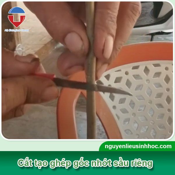 Sầu riêng ghép gốc nhớt là gì? Quy trình kỹ thuật ra sao?
