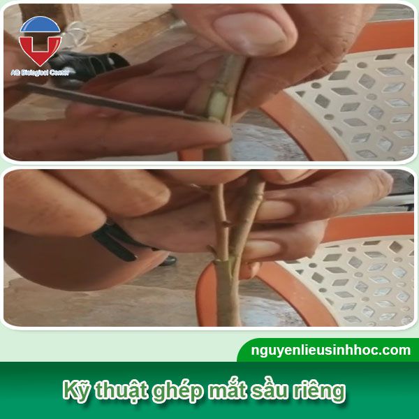 Sầu riêng ghép gốc nhớt là gì? Quy trình kỹ thuật ra sao?