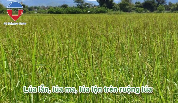 Xử lý lúa lẫn, lúa 2 tầng, lúa lộn hiệu quả và tiết kiệm