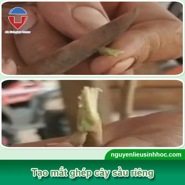 Sầu riêng ghép gốc nhớt là gì? Quy trình kỹ thuật ra sao?