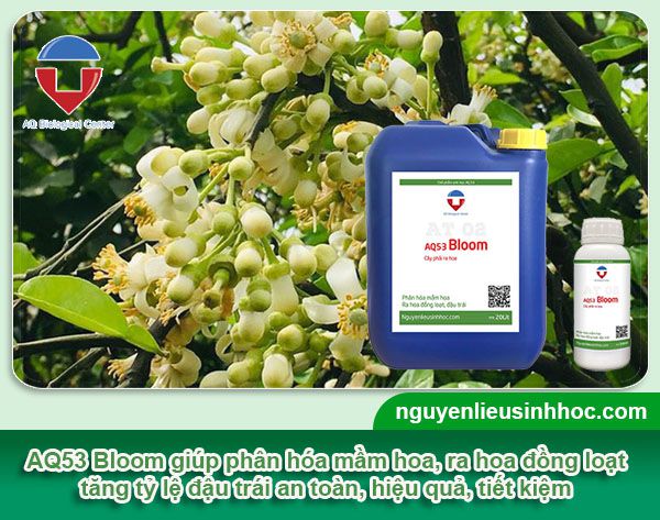 Xử lý ra hoa bưởi da xanh hiệu quả, an toàn, tiết kiệm