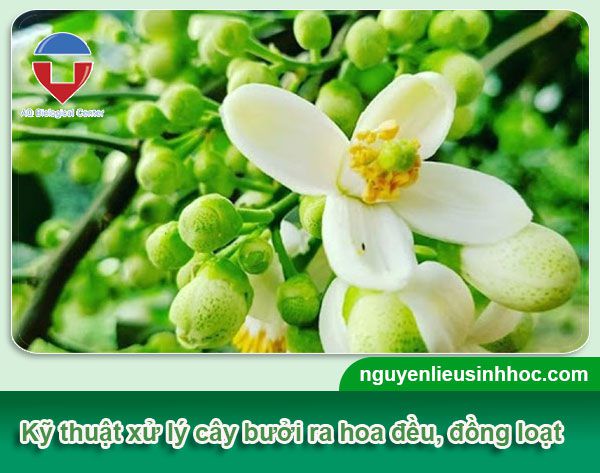 Xử lý ra hoa bưởi da xanh hiệu quả, an toàn, tiết kiệm