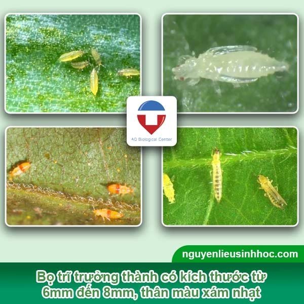 Bọ trĩ stenchaetothrips biformis  Côn Trùng Gây Hại Trên Cây Trồng   CÔNG TY TNHH ĐIỀN TRANG