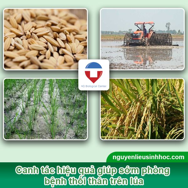Bệnh thối thân trên lúa: Nguyên nhân, nhận biết & Phòng trừ