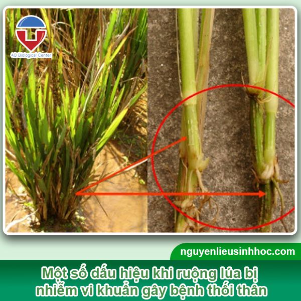 Bệnh thối thân trên lúa: Nguyên nhân, nhận biết & Phòng trừ