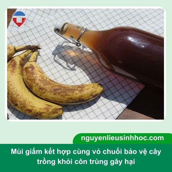 Cách làm phân bón từ vỏ chuối cho cây trồng đơn giản tại nhà