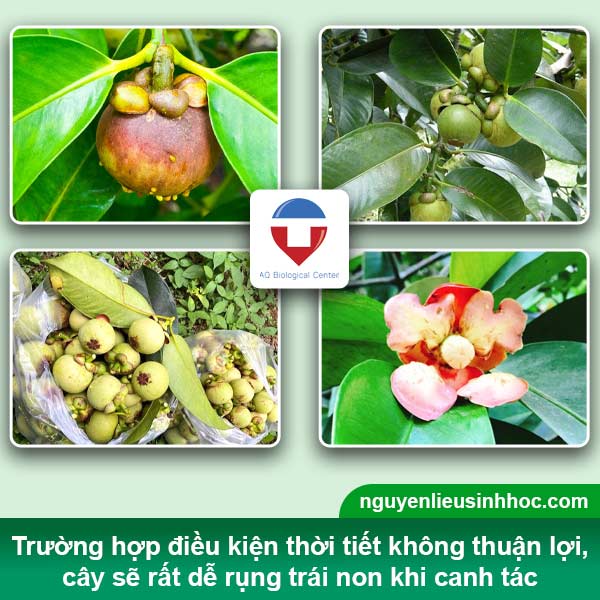 Biện pháp phòng trừ tình trạng cây măng cụt bị rụng trái non