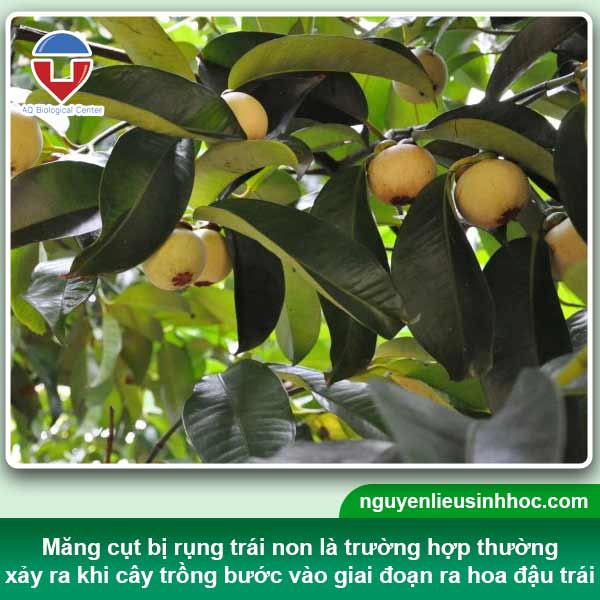 Biện pháp phòng trừ tình trạng cây măng cụt bị rụng trái non