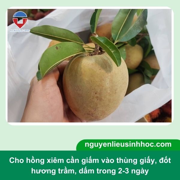 Cách dấm hồng xiêm nhanh chín tại nhà, thơm ngon, giòn ngọt