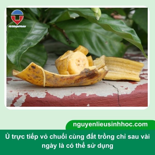 Cách làm phân bón từ vỏ chuối cho cây trồng đơn giản tại nhà