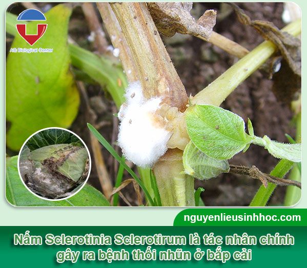 Cách phòng trừ bệnh thối nhũn bắp cải, nguyên nhân, dấu hiệu