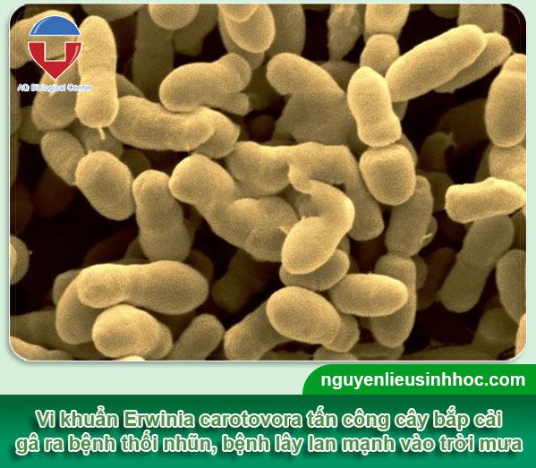 Cách phòng trừ bệnh thối nhũn bắp cải, nguyên nhân, dấu hiệu