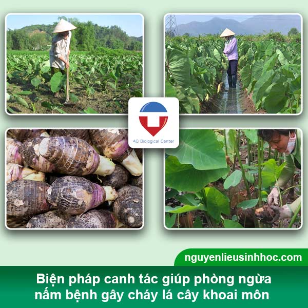 Nguyên nhân & Cách phòng trừ bệnh cháy lá khoai môn hiệu quả