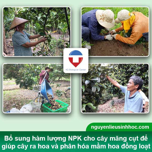 Biện pháp phòng trừ tình trạng cây măng cụt bị rụng trái non