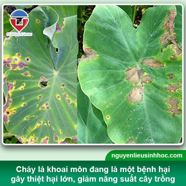 Nguyên nhân & Cách phòng trừ bệnh cháy lá khoai môn hiệu quả