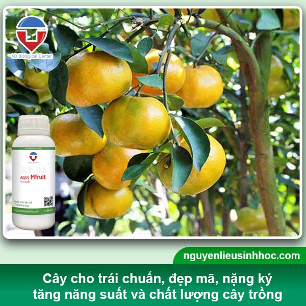 Đại lý phân bón tại Bạc Liêu uy tín, sp chất lượng, giá tốt