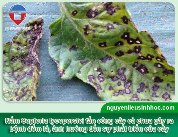 Bệnh đốm lá cà chua là gì? Nguyên nhân và Cách phòng trị