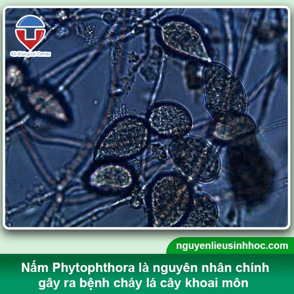 Nguyên nhân & Cách phòng trừ bệnh cháy lá khoai môn hiệu quả