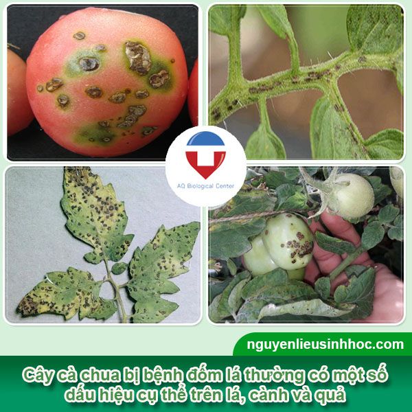 Bệnh đốm lá cà chua là gì? Nguyên nhân và Cách phòng trị