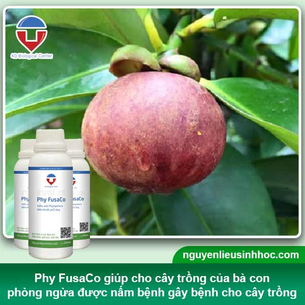 Biện pháp phòng trừ tình trạng cây măng cụt bị rụng trái non