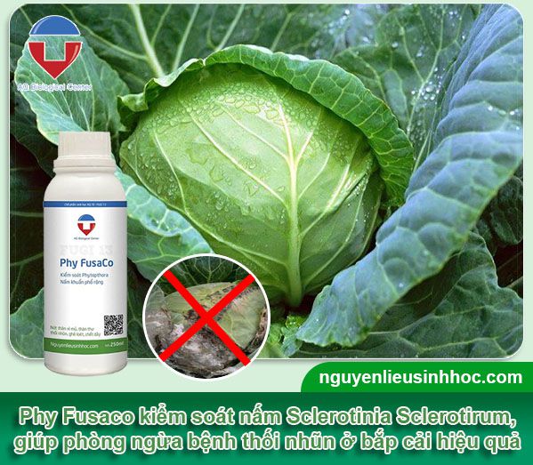 Cách phòng trừ bệnh thối nhũn bắp cải, nguyên nhân, dấu hiệu