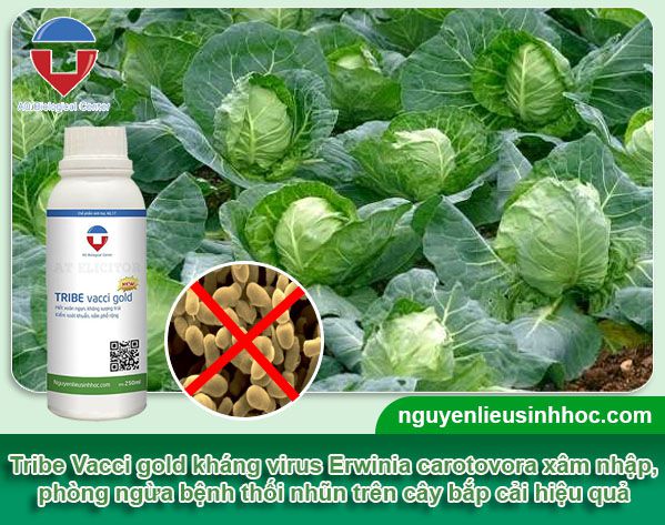 Cách phòng trừ bệnh thối nhũn bắp cải, nguyên nhân, dấu hiệu