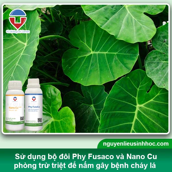 Nguyên nhân & Cách phòng trừ bệnh cháy lá khoai môn hiệu quả